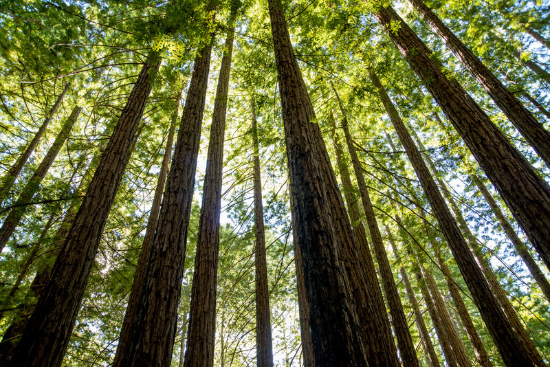 Looking up through towering ancient redwood grove, tall straight trunks reaching into the forest canopy